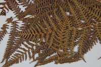 蕨藏品圖，第4張