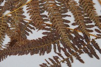 蕨藏品圖，第5張