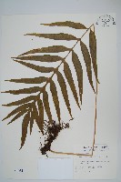 大線蕨藏品圖，第1張