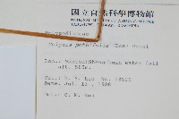 大線蕨藏品圖，第2張