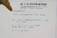 大線蕨藏品圖，第2張