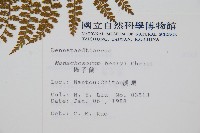 稀子蕨藏品圖，第2張