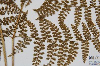 稀子蕨藏品圖，第3張