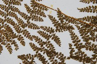 稀子蕨藏品圖，第4張