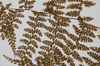 稀子蕨藏品圖，第5張