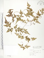 海金沙藏品圖，第1張