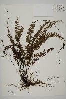 鞭葉鐵線蕨藏品圖，第1張