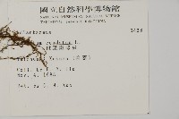 鞭葉鐵線蕨藏品圖，第2張