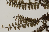 鞭葉鐵線蕨藏品圖，第4張