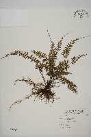 鞭葉鐵線蕨藏品圖，第1張