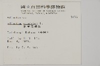 鞭葉鐵線蕨藏品圖，第2張