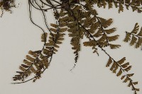 鞭葉鐵線蕨藏品圖，第3張