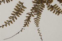 鞭葉鐵線蕨藏品圖，第4張