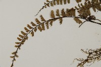 鞭葉鐵線蕨藏品圖，第5張