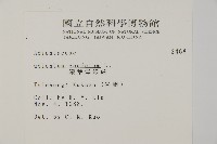 鞭葉鐵線蕨藏品圖，第2張