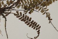 鞭葉鐵線蕨藏品圖，第3張