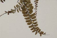 鞭葉鐵線蕨藏品圖，第4張