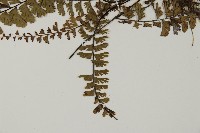 鞭葉鐵線蕨藏品圖，第5張