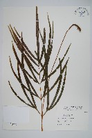 長葉鳳尾蕨藏品圖，第1張