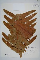 崖薑蕨藏品圖，第1張