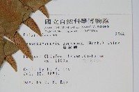 崖薑蕨藏品圖，第2張