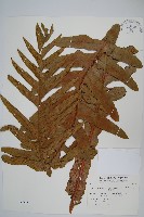 崖薑蕨藏品圖，第1張