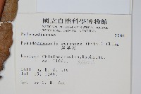 崖薑蕨藏品圖，第2張