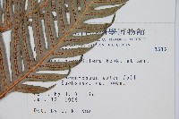 東方狗脊蕨藏品圖，第2張