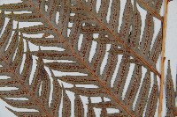 東方狗脊蕨藏品圖，第3張