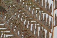 東方狗脊蕨藏品圖，第4張