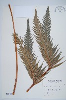 東方狗脊蕨藏品圖，第1張