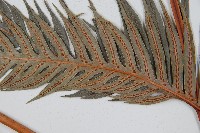 東方狗脊蕨藏品圖，第3張