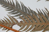 東方狗脊蕨藏品圖，第4張