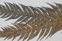 東方狗脊蕨藏品圖，第5張