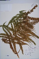 粗毛鱗蓋蕨藏品圖，第1張