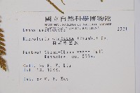 粗毛鱗蓋蕨藏品圖，第2張