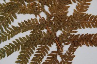 粗毛鱗蓋蕨藏品圖，第3張