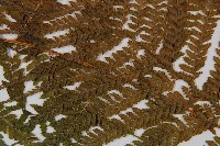 粗毛鱗蓋蕨藏品圖，第4張