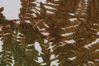 粗毛鱗蓋蕨藏品圖，第5張