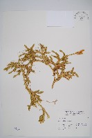 石松藏品圖，第1張