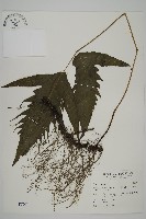 三叉蕨藏品圖，第1張