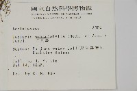 三叉蕨藏品圖，第2張