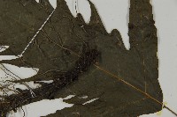 三叉蕨藏品圖，第4張