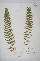 臺灣耳蕨藏品圖，第1張