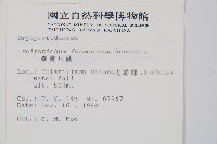 臺灣耳蕨藏品圖，第2張