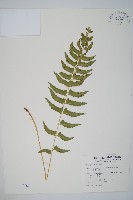 臺灣耳蕨藏品圖，第1張