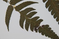 烏來雙蓋蕨藏品圖，第3張