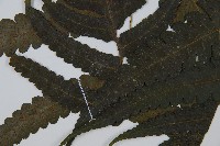 烏來雙蓋蕨藏品圖，第4張