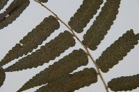 烏來雙蓋蕨藏品圖，第5張