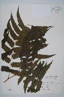 烏來雙蓋蕨藏品圖，第1張